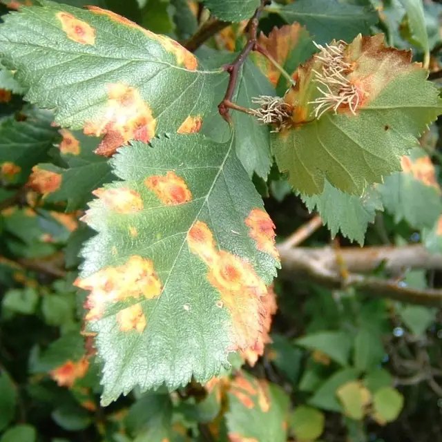 іржа на листках малини, хвороби малини