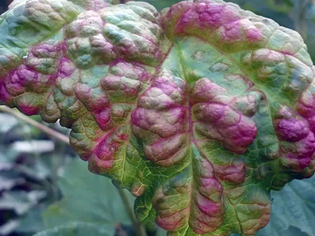 малина, саджанці малини, хвороба, плямистість малини