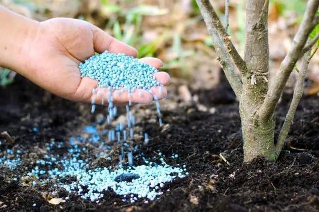 Місячний календар городника та садівника на травень 2023 року що робити в саду та коли у травні 2023 року для садівника, календар робіт для садівника у травні 2023 року