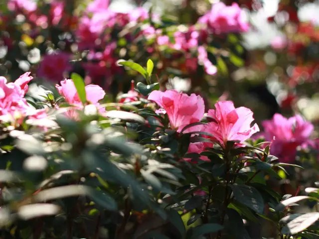 саженцы азалии, азадия купить, фото азалия