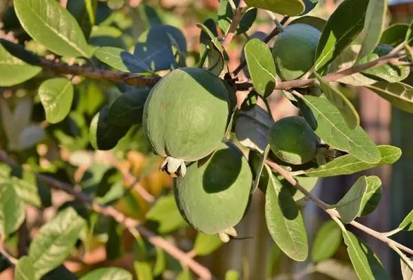 фейхоа, выращивание, фейхоа, саженцы