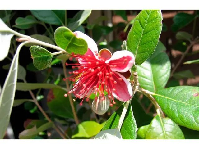 Фейхоа, саджанці фейхоа, саджанці фейхоа, купити саджанці фейхоа