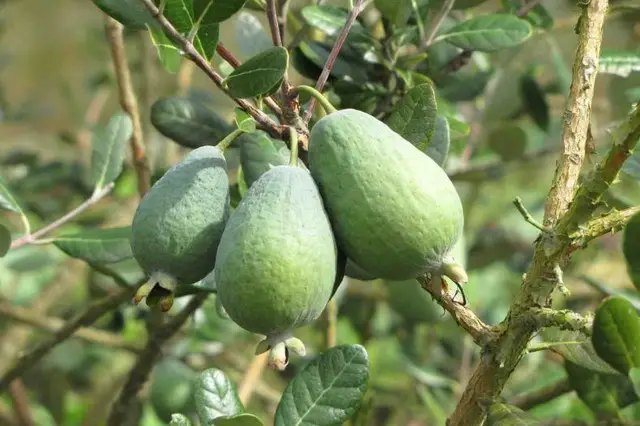 саджанці фейхоа, купити саджанці, особливості посадки фейхоа, підживленнч Фейхоа