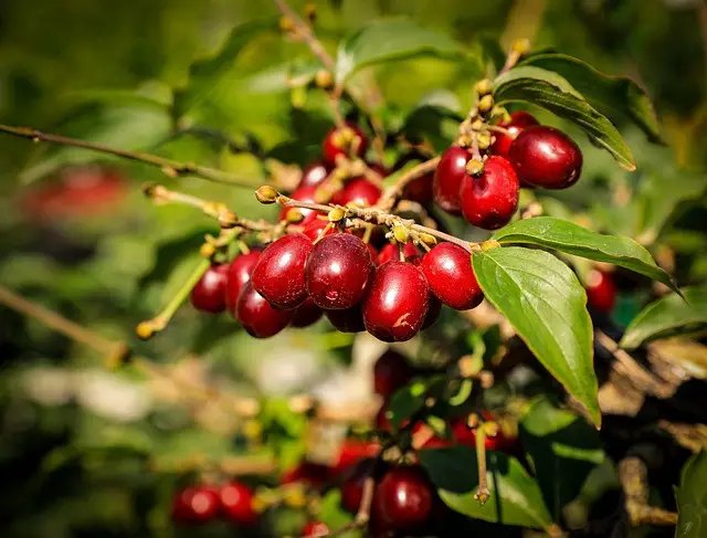 кизил, выращивание, посадка кизила, как выращивать кизил, размножение кизила, посадка кизила