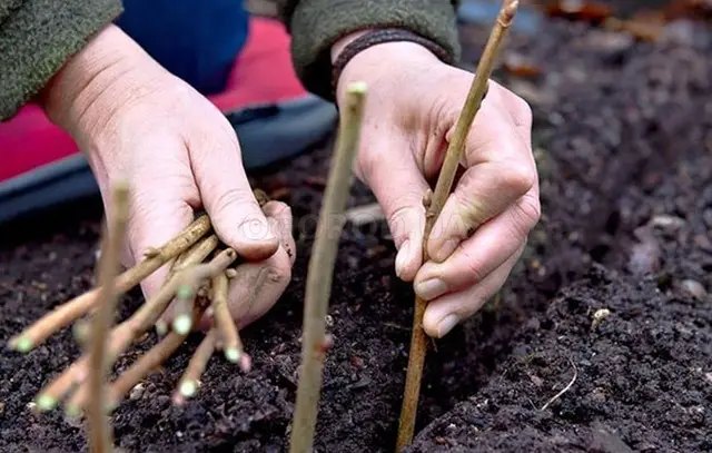 кизил, выращивание, посадка кизила, как выращивать кизил, размножение кизила, посадка кизила