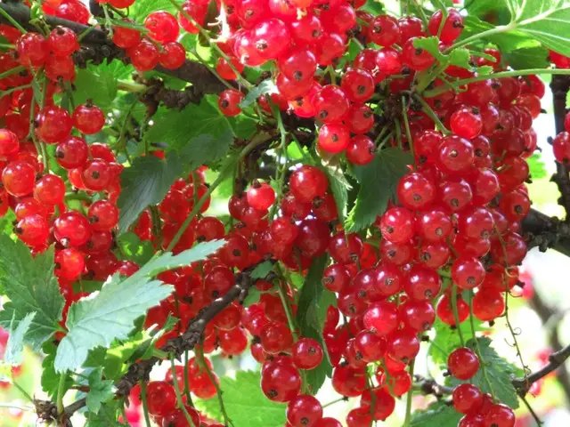 смородина красная Друнифер, фото красной смородины друнифер