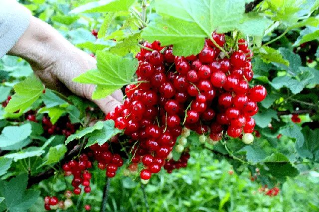 червона смородина сорт Джонкер ван Тетс