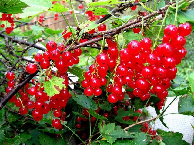 смородина, Аугустус, красная смородина Аугустус, саженцы смородины Аугустус