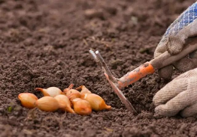 Місячний календар городника-садівника на червень 2023 року новий календар садівника, городник, календар садівника, новий календар садівника