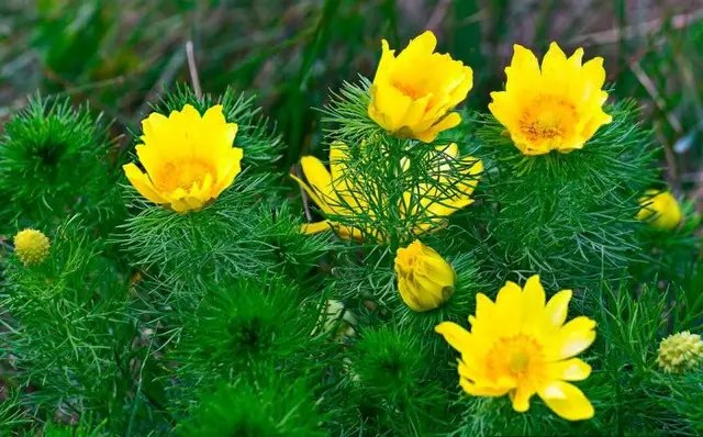 квіти, багаторічні квіти, посадка багаторічних квітів, посадка багаторічників на дачі, які багаторічні квіти краще вибрати