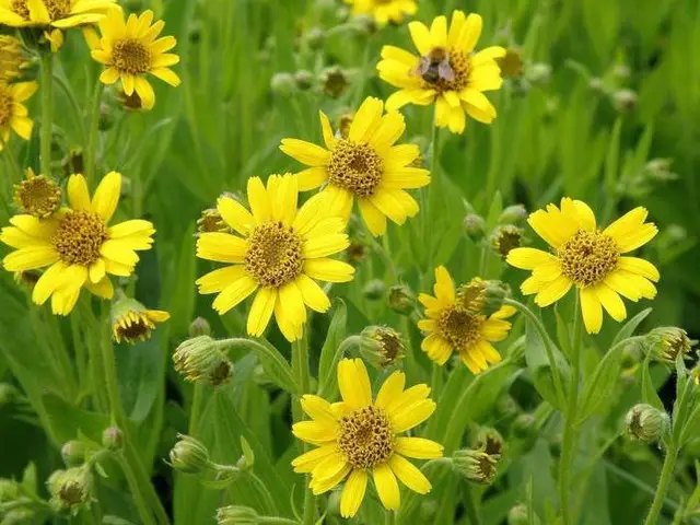 квіти, багаторічні квіти, посадка багаторічних квітів, посадка багаторічників на дачі, які багаторічні квіти краще вибрати