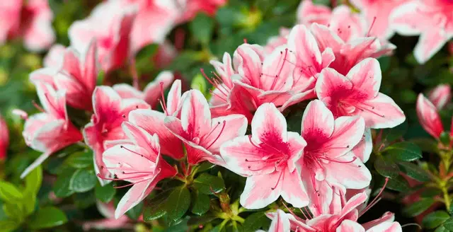 азалія, вирощування азалії, догляд за азалією, азалія скидає листя, що робити, якщо азалія скидає листя, чому азалія скидає листя, причини опадання листя у азалії