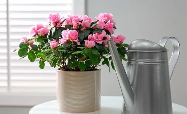 азалія, вирощування азалії, догляд за азалією, азалія скидає листя, що робити, якщо азалія скидає листя, чому азалія скидає листя, причини опадання листя у азалії