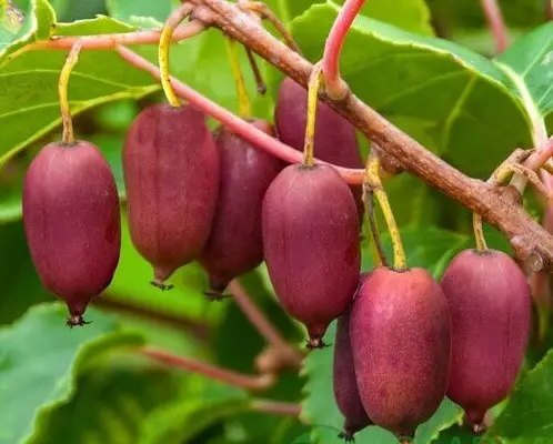 актинідія, актинідія аргута, вирощування актинідії аргути, сорти актинідії аргути, найкращі сорти актинідії аргути, топ-5 найкращих сортів актинідії аргути