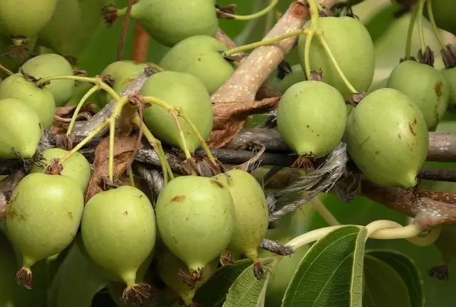 актинідія, актинідія аргута, вирощування актинідії аргути, сорти актинідії аргути, найкращі сорти актинідії аргути, топ-5 найкращих сортів актинідії аргути