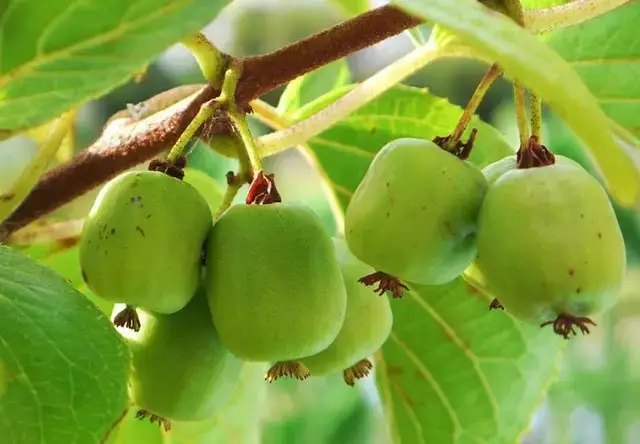 актинідія, актинідія аргута, вирощування актинідії аргути, сорти актинідії аргути, найкращі сорти актинідії аргути, топ-5 найкращих сортів актинідії аргути