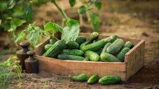 Урожай огірків огірки, вирощування огірків, вирощування огірків у себе на ділянці, полив огірків, регулярний полив огірків, поради для правильного поливу огірків