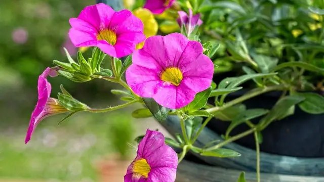 петунії, ампельні петунії, вирощування петуній, особливості вирощування ампельних петуній, догляд за ампельноми петуніями