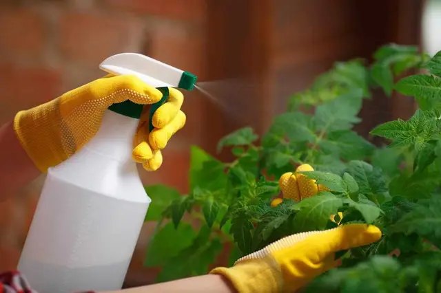 Які препарати допоможуть позбутись щитівки? щитівка, щитівка на рослинах, що робити якщо на рослинах щитівка, препарати від щитівки, як боротися з щитівкою на рослинах