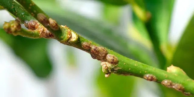 Щитівка на рослинах щитівка, щитівка на рослинах, що робити якщо на рослинах щитівка, препарати від щитівки, як боротися з щитівкою на рослинах