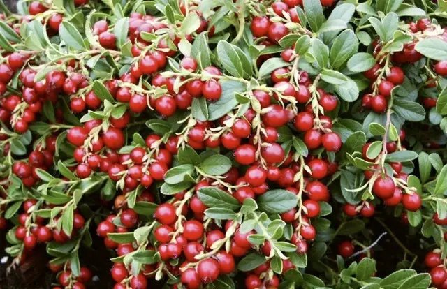 брусниця, саджанці брусниці, сорти брусниці, найкращі сорти брусниці, найкращі сорти брусниці за версією Кліома Сервіс