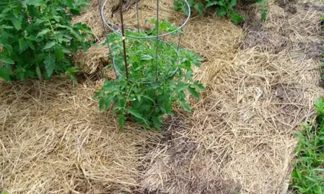 трава, скошена трава, догляд за газоном, використання скошеної трави, де можна використати скошену траву, як використати скошену траву у себе в господарстві