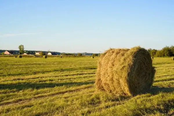 трава, скошена трава, догляд за газоном, використання скошеної трави, де можна використати скошену траву, як використати скошену траву у себе в господарстві