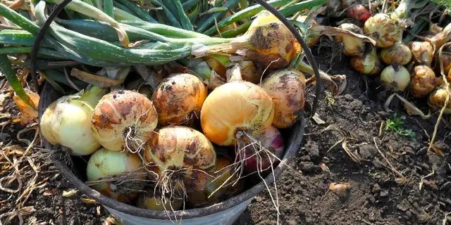 коли вибирати цибулю, коли вибирають цибулю, коли викопувати цибулю, коли викопують цибулю, коли вибирається цибуля, коли можна вибирати цибулю, цибуля збір урожаю, коли збір цибулі, коли можна викопувати цибулю