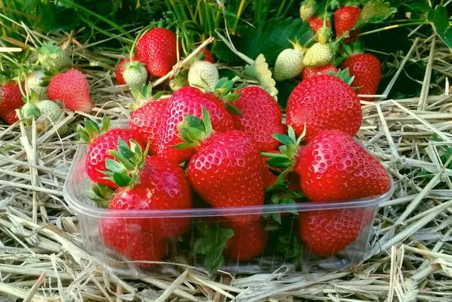 полуниця, рання полуниця, вирощуванн полуниці, сорти ранньої полуниці, найкращі сорти ранньої полуниці, топ 5 найкращих сортів ранньої полуниці