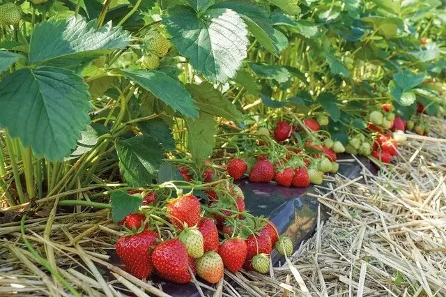 полуниця, рання полуниця, вирощуванн полуниці, сорти ранньої полуниці, найкращі сорти ранньої полуниці, топ 5 найкращих сортів ранньої полуниці