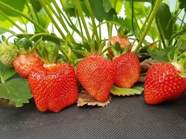 полуниця, рання полуниця, вирощуванн полуниці, сорти ранньої полуниці, найкращі сорти ранньої полуниці, топ 5 найкращих сортів ранньої полуниці