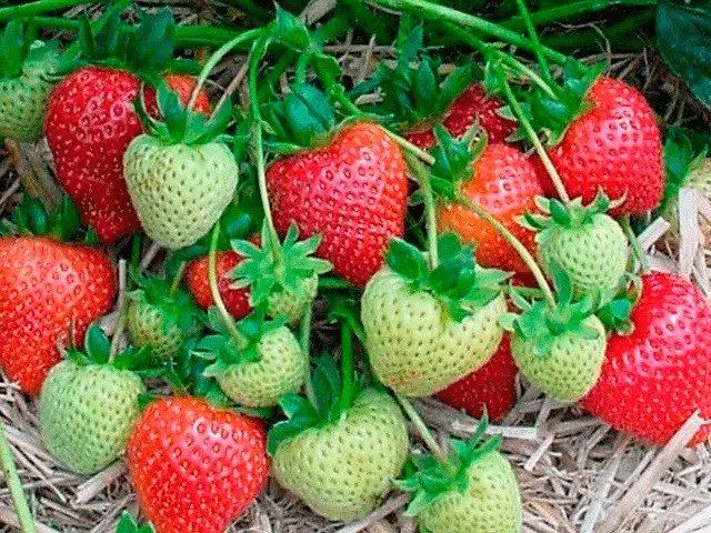 полуниця, рання полуниця, вирощуванн полуниці, сорти ранньої полуниці, найкращі сорти ранньої полуниці, топ 5 найкращих сортів ранньої полуниці