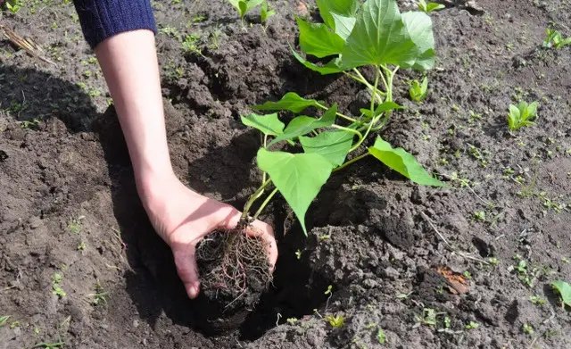 батат, вирощування батату, особливості вирощування батату, посадка батату, догляд за бататом, полив батату, підживлення батату, як правильно збирати урожай батату