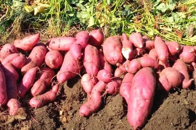 батат, вирощування батату, особливості вирощування батату, посадка батату, догляд за бататом, полив батату, підживлення батату, як правильно збирати урожай батату