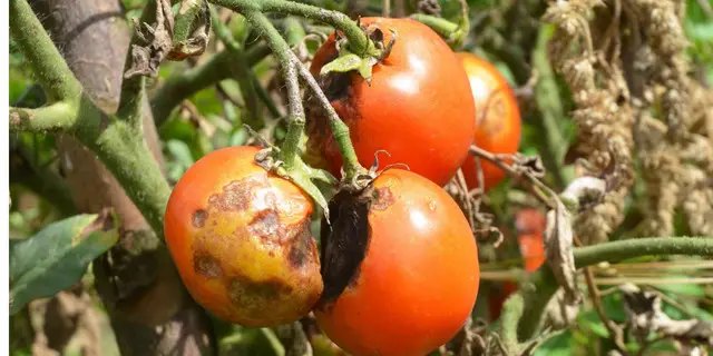 помідори, вирощування помідорів, хвороби помідорів, фітофтороз, фітофтороз на помідорах, ознаки фітофтороза на помідорах, боротьба з фітофторозом