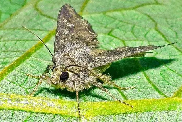 капуста, вирощування капусти, гусінь, гусінь на капусті, методи боротьби з гусіню, білан капустяний, капустяна совка, капустяна міль