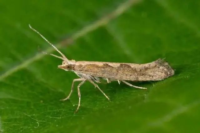 капуста, вирощування капусти, гусінь, гусінь на капусті, методи боротьби з гусіню, білан капустяний, капустяна совка, капустяна міль