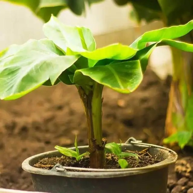 банани, вирощування бананів, посадка бананів, догляд за бананами, полив бананів, як виростити дома банани