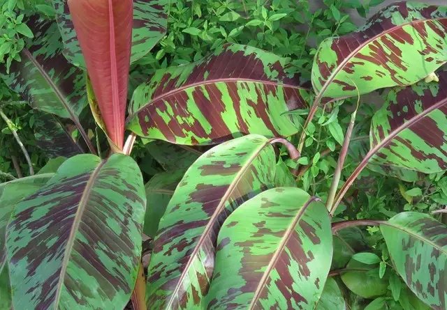 банани, вирощування бананів, посадка бананів, догляд за бананами, полив бананів, як виростити дома банани