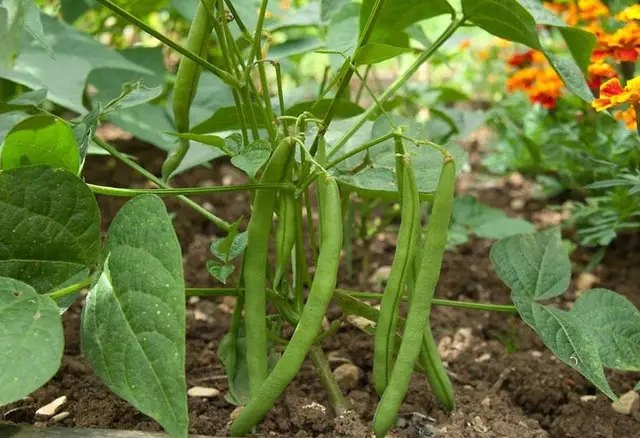 малина, посадка малини, розмноження малини, догляд за малиною, розростання малини, причини розростання малини, як боротися з розростанням малини