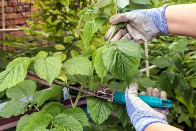 малина, посадка малини, розмноження малини, догляд за малиною, розростання малини, причини розростання малини, як боротися з розростанням малини