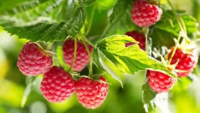 Особливістю ремонтантної малини є те, що вона не потребує підвʼязки. ремонтантність, що таке ремонтантність, види ремонтантних сортів, ремонтантна малина, ремонтантна полуниця, ремонтантна троянда, ремонтантна суниця