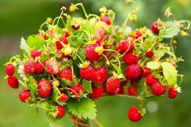 Ремонтантна суниця ремонтантність, що таке ремонтантність, види ремонтантних сортів, ремонтантна малина, ремонтантна полуниця, ремонтантна троянда, ремонтантна суниця