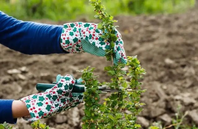 Як доглядати за кущами агрусами осынню? агрус, вирощування агрусу, догляд за агрусом, підживлення агрусу, полив агрусу, обрізка агрусу