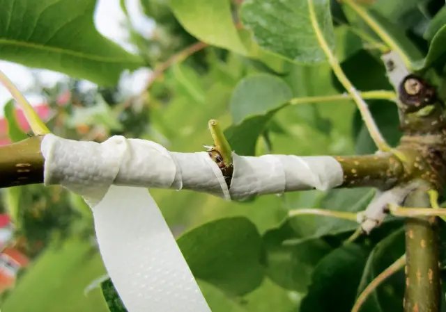 яблуня, вирощування яблуні, догляд за яблунею, окулірування яблуні, осіннє окулірування яблуні