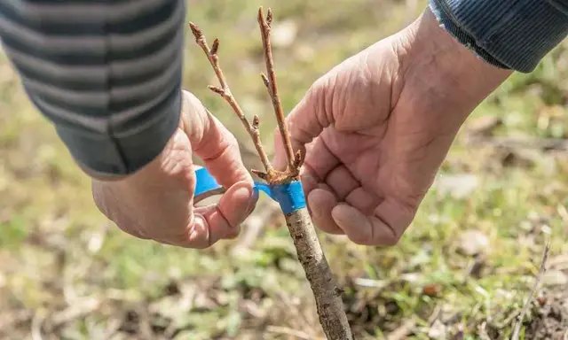 яблуня, вирощування яблуні, догляд за яблунею, окулірування яблуні, осіннє окулірування яблуні