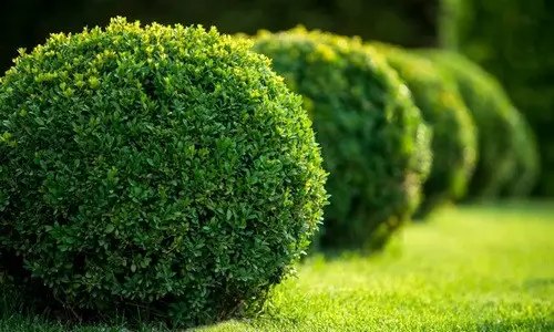 самшит, вирощування самшиту, шкідники самшиту, самшитова вогнівка, боротьба з самшитовою вогнівкою, методи боротьби з самшитовою вогнівкою