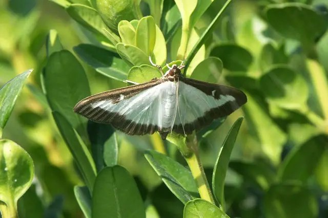 самшит, вирощування самшиту, шкідники самшиту, самшитова вогнівка, боротьба з самшитовою вогнівкою, методи боротьби з самшитовою вогнівкою
