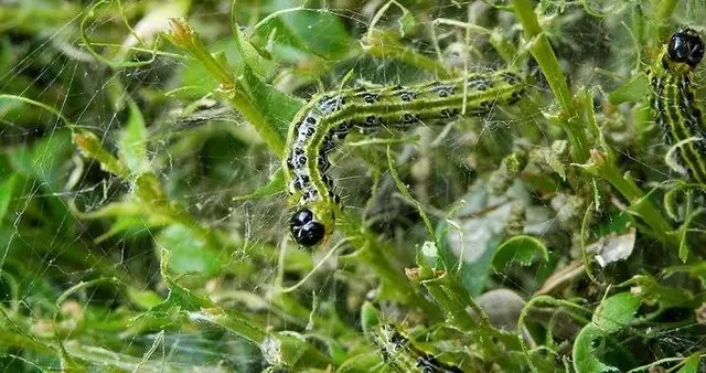 самшит, вирощування самшиту, шкідники самшиту, самшитова вогнівка, боротьба з самшитовою вогнівкою, методи боротьби з самшитовою вогнівкою