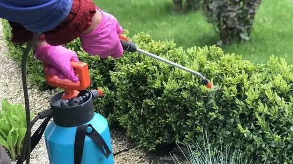 самшит, вирощування самшиту, шкідники самшиту, самшитова вогнівка, боротьба з самшитовою вогнівкою, методи боротьби з самшитовою вогнівкою